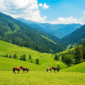 PAHALGAM 85x85